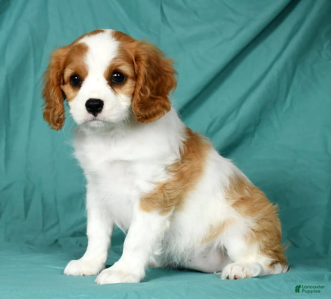 Cavalier King Charles Spaniel dogs for sale: Izzy - Image 1