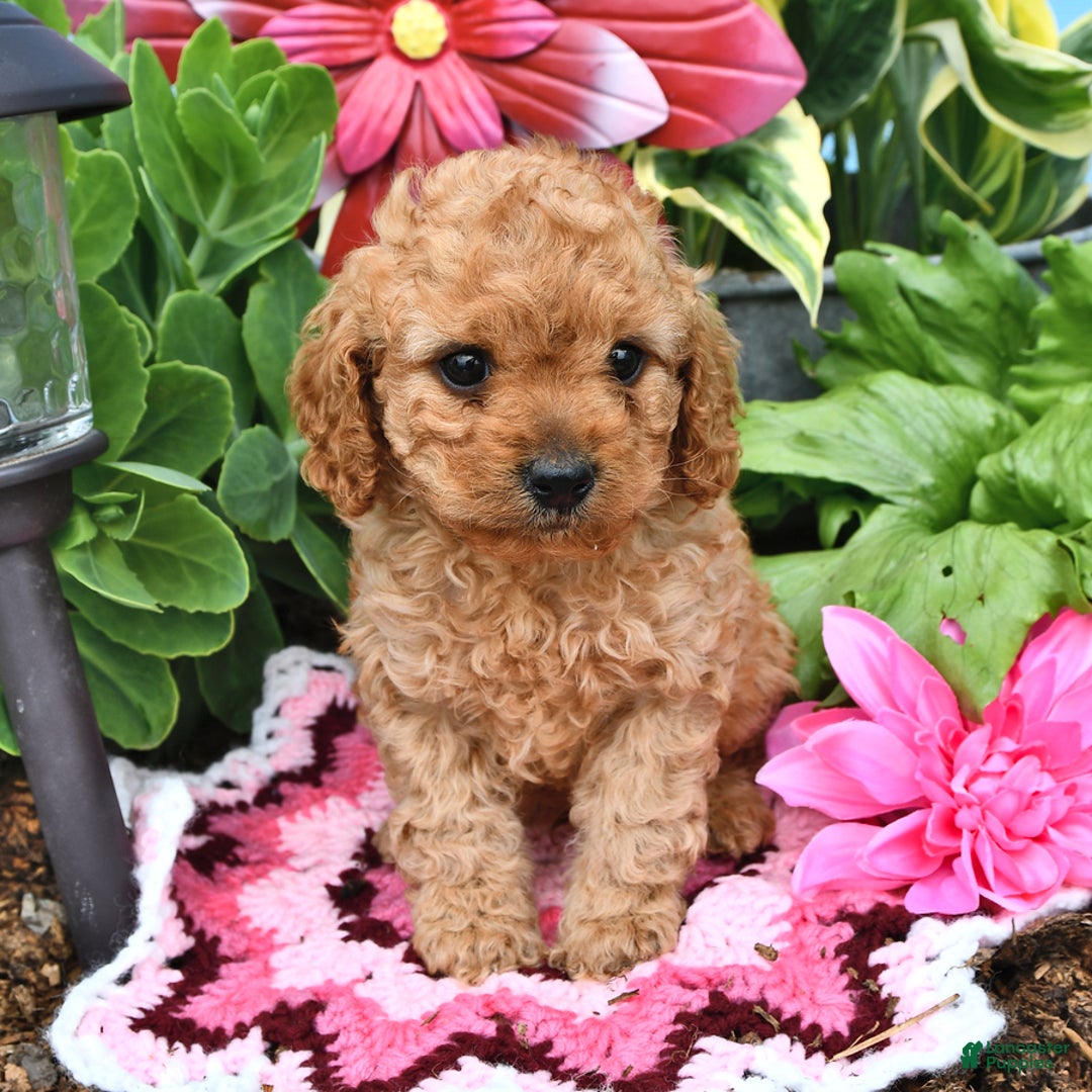 Cavapoo dogs for sale: Candy - Image 11