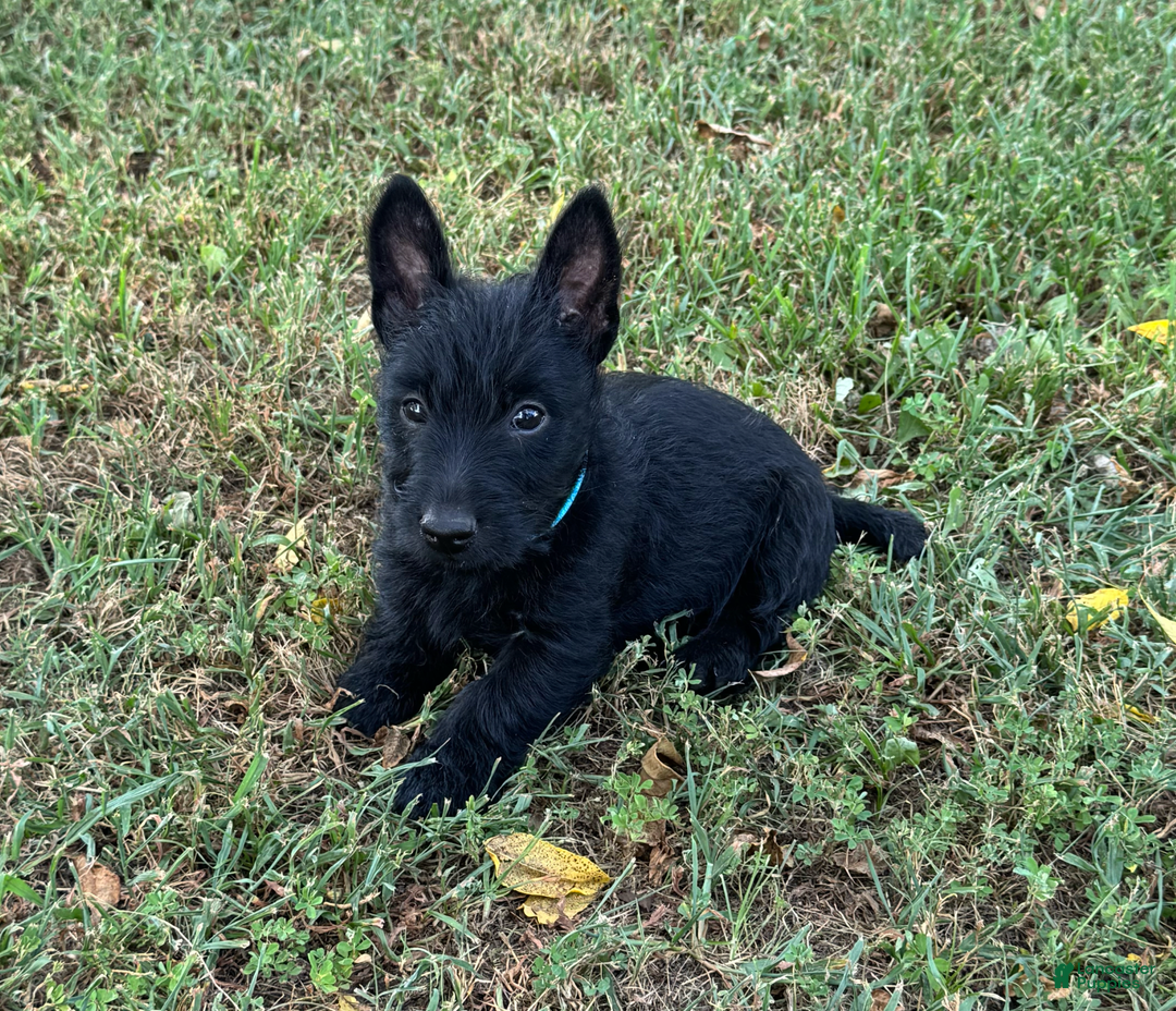 Scottish Terrier dogs for sale: Remi - Image 5