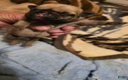 Pug dogs for sale: Davy - Image 1