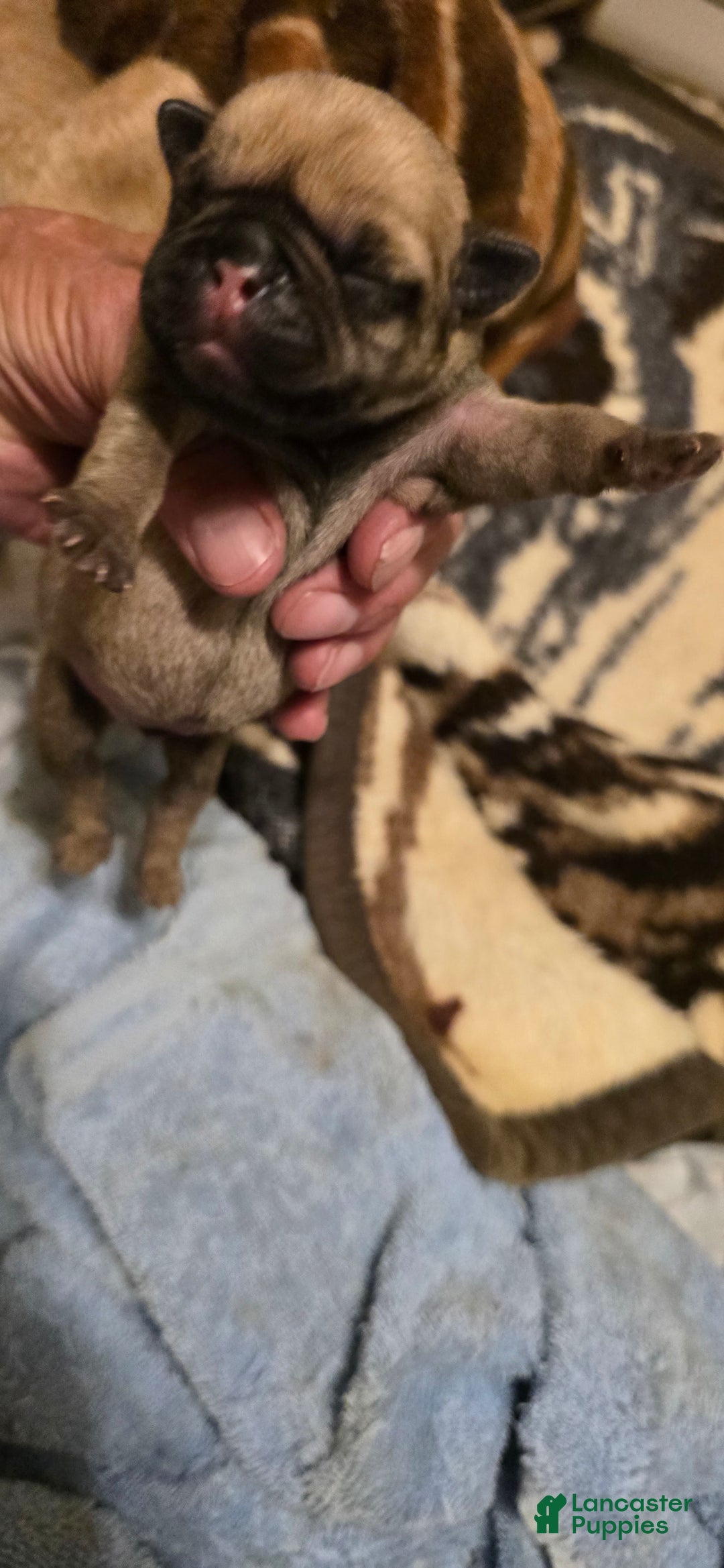 Pug dogs for sale: Davy - Image 1