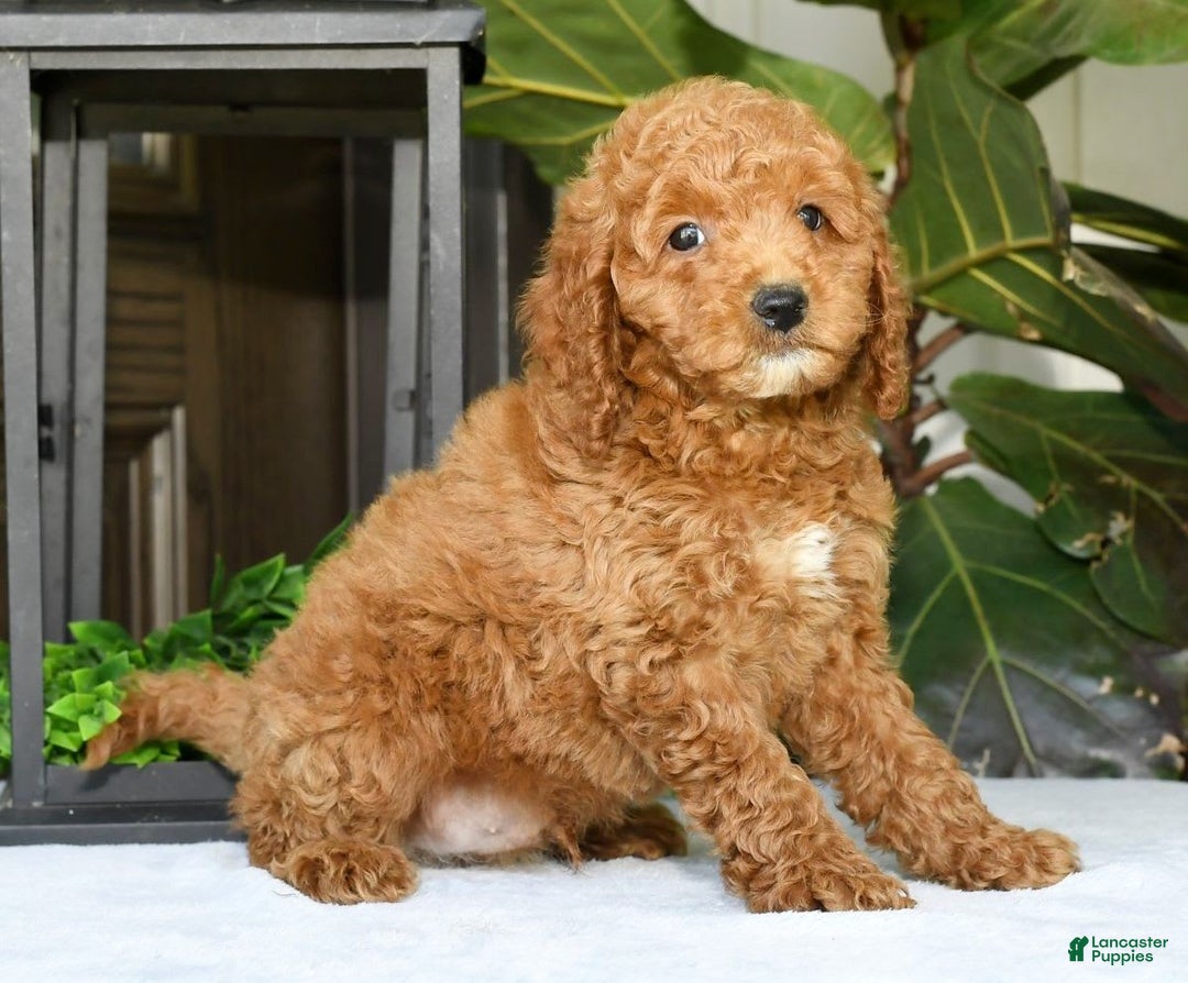 Mini Goldendoodle dogs for sale: Vince - Image 2