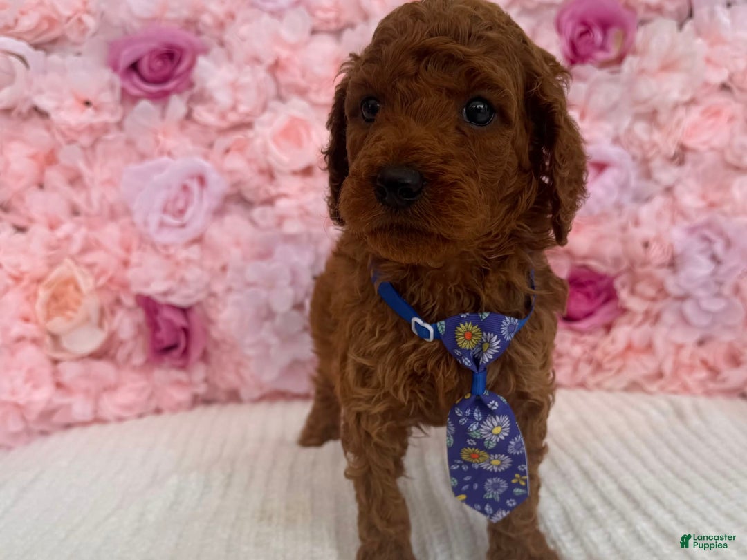 Standard Poodle dogs for sale: Zabai AKC - Image 3