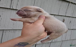 French Bulldog dogs for sale: Daisy - Image 5