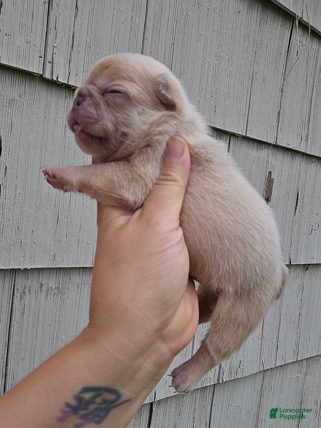 French Bulldog dogs for sale: Daisy - Image 5