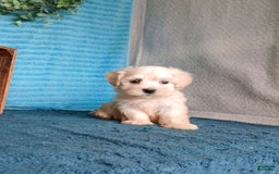Havanese dogs for sale: Austin - Image 3