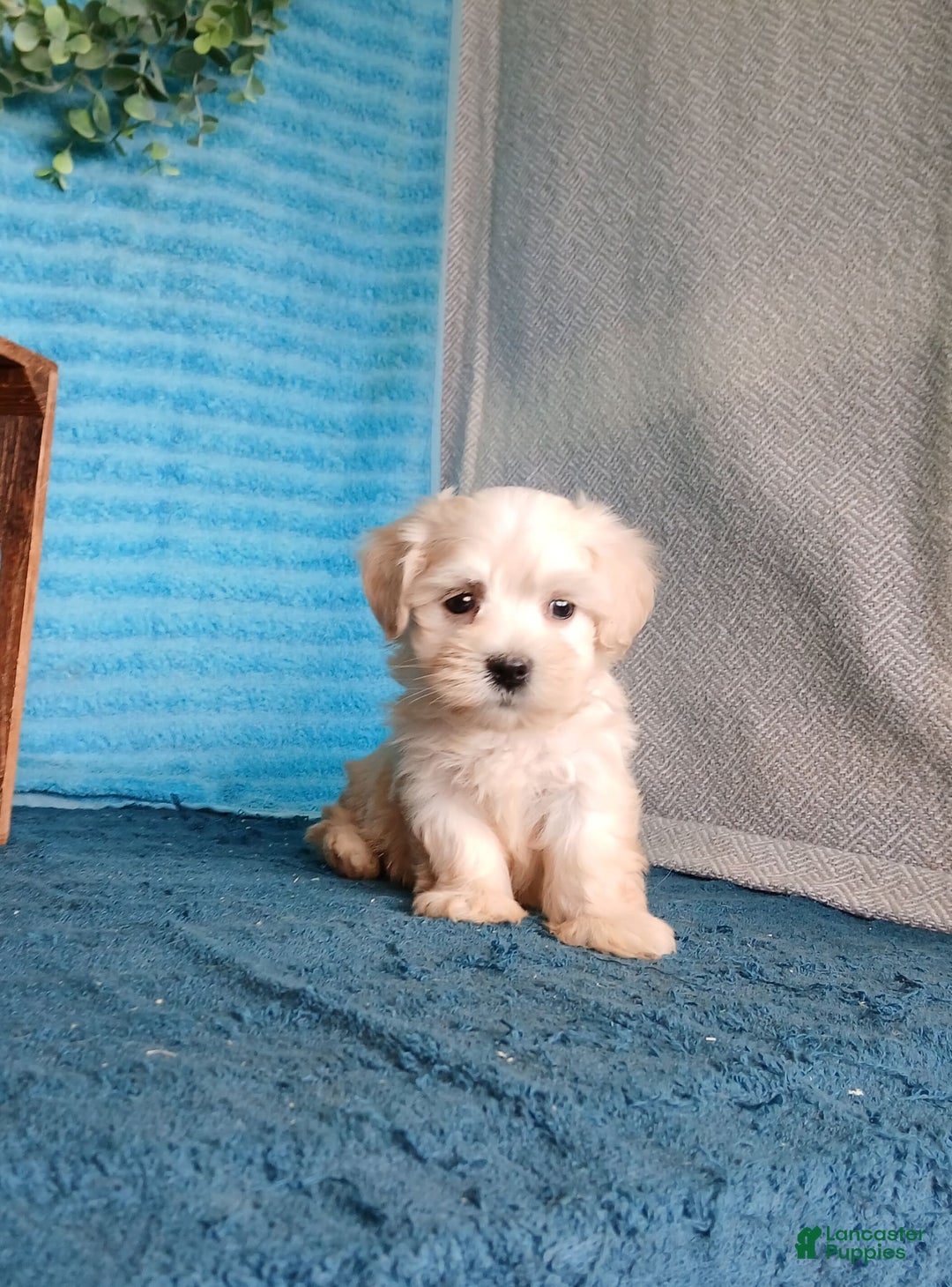 Havanese dogs for sale: Austin - Image 3