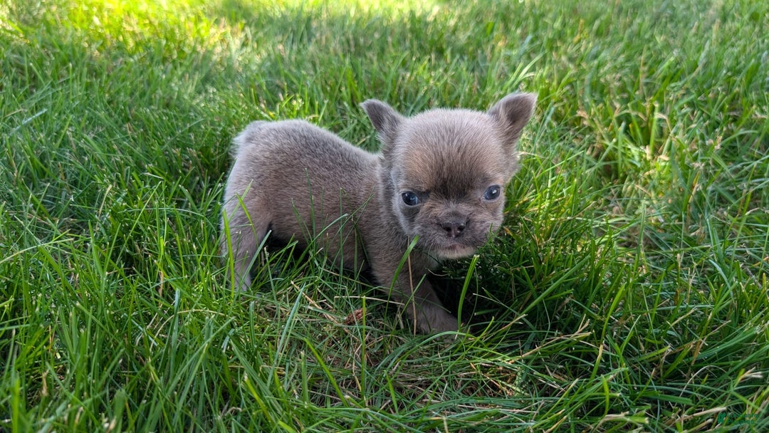 French Bulldog dogs for sale: Talia - Image 1