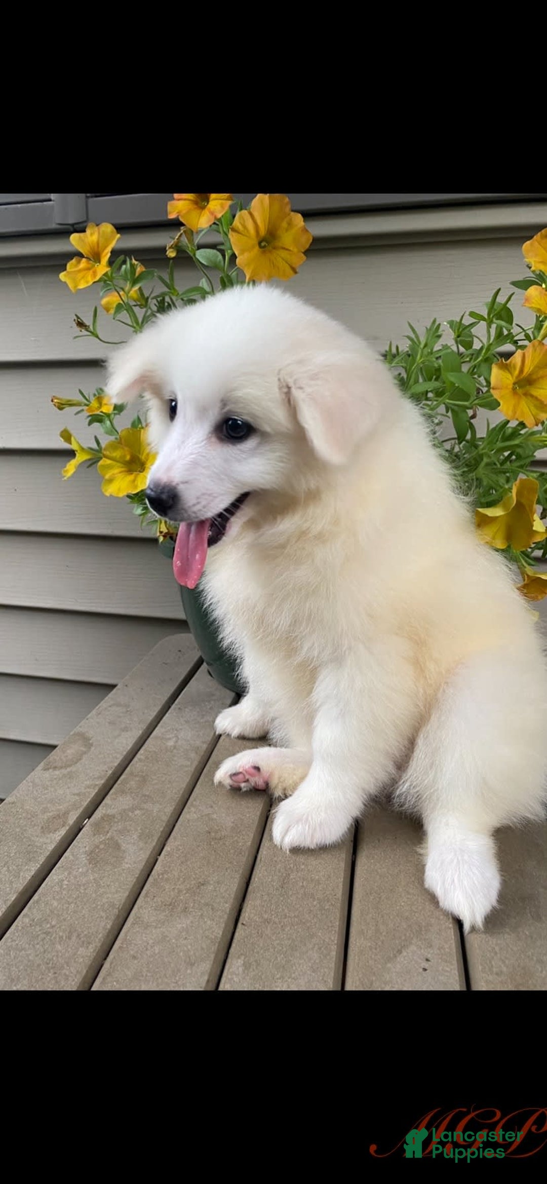 American Eskimo dogs for sale: Violet - Image 2