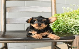 Yorkshire Terrier dogs for sale: Holly - Image 2
