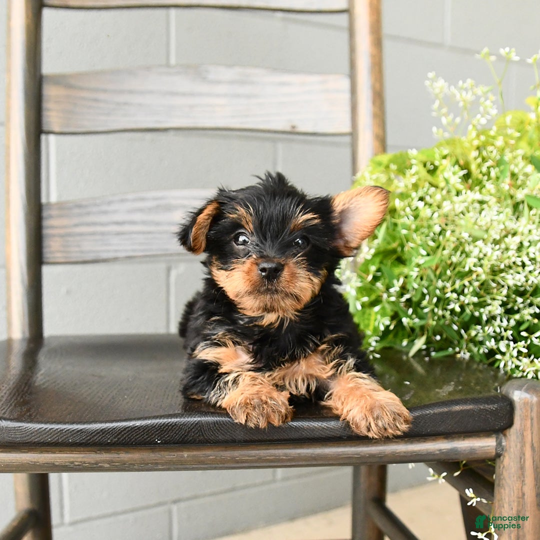 Yorkshire Terrier dogs for sale: Holly - Image 2