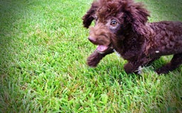 Havapoo dogs for sale: Teddy - Image 21
