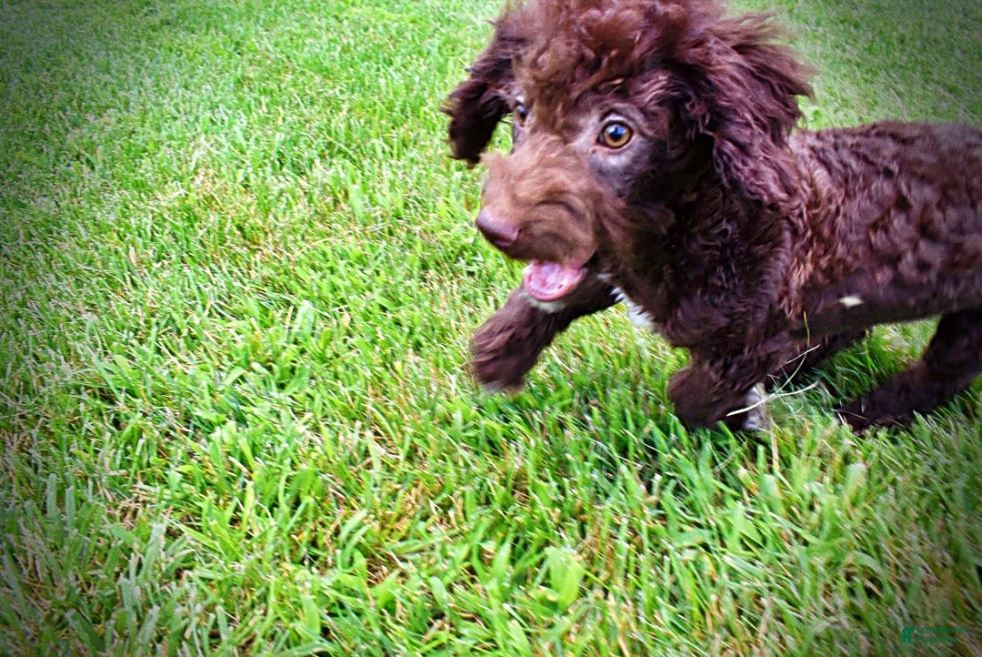 Havapoo dogs for sale: Teddy - Image 21