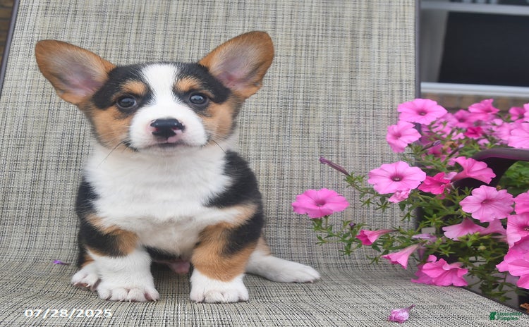 Welsh Corgi Pembroke dogs for sale - Ad 4