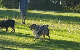 Australian Shepherd dogs for sale: Red Merle Female - Image 12