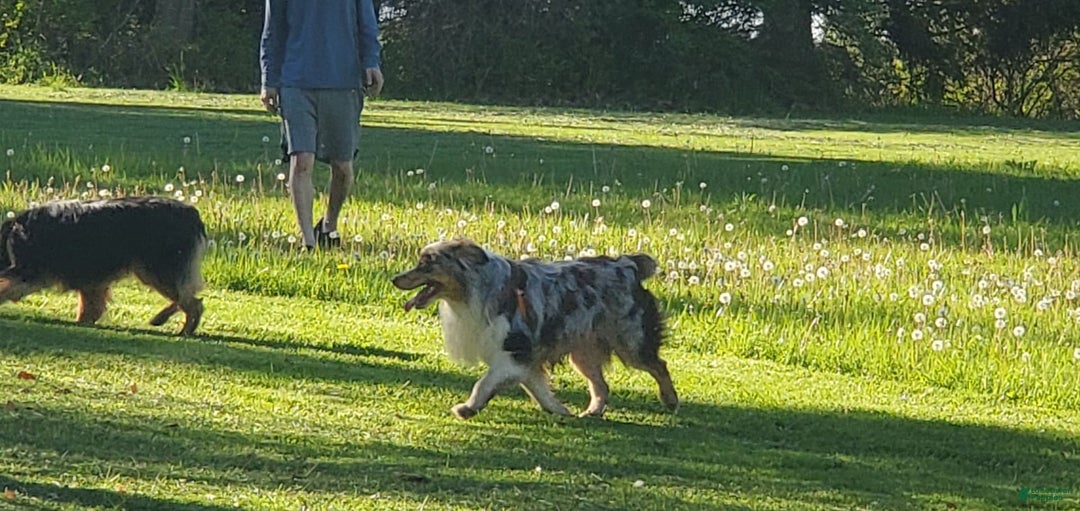 Australian Shepherd dogs for sale: Red Merle Female - Image 12