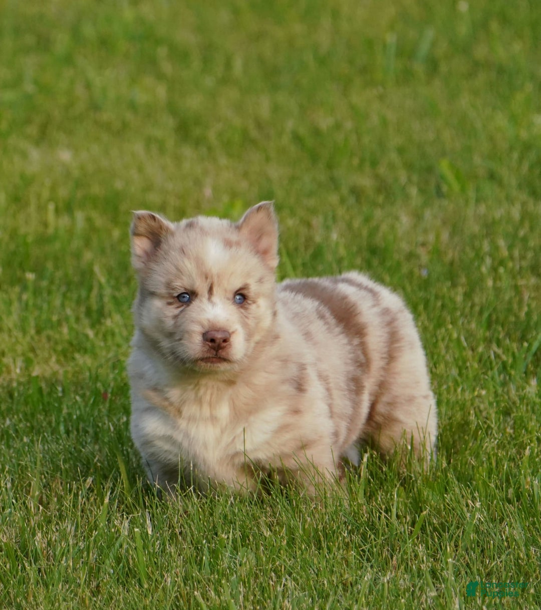 Gerberian Shepsky dogs for sale: Max - Image 7