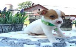 Jack Russell Terrier dogs for sale: Jared - Image 3