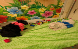 Miniature Schnauzer dogs for sale: Sassy Midnight - Image 4
