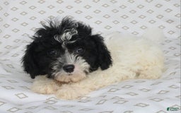 Shihpoo dogs for sale: Sailor - Image 3