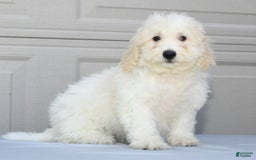 Maltipoo dogs for sale: Callie - Image 1
