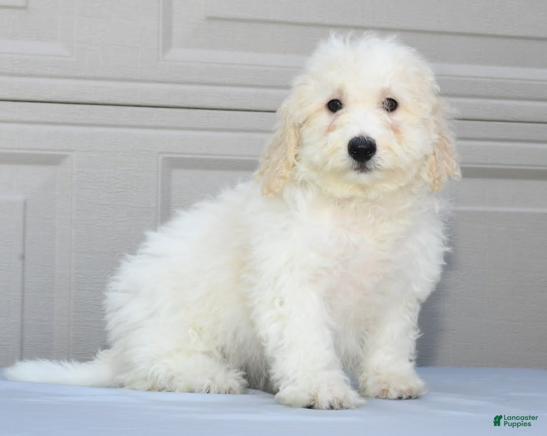 Maltipoo dogs for sale: Callie - Image 1