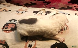 Border Collie dogs for sale: Gumbi - Image 32