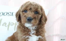 Goldendoodle dogs for sale: Sommer - Image 2