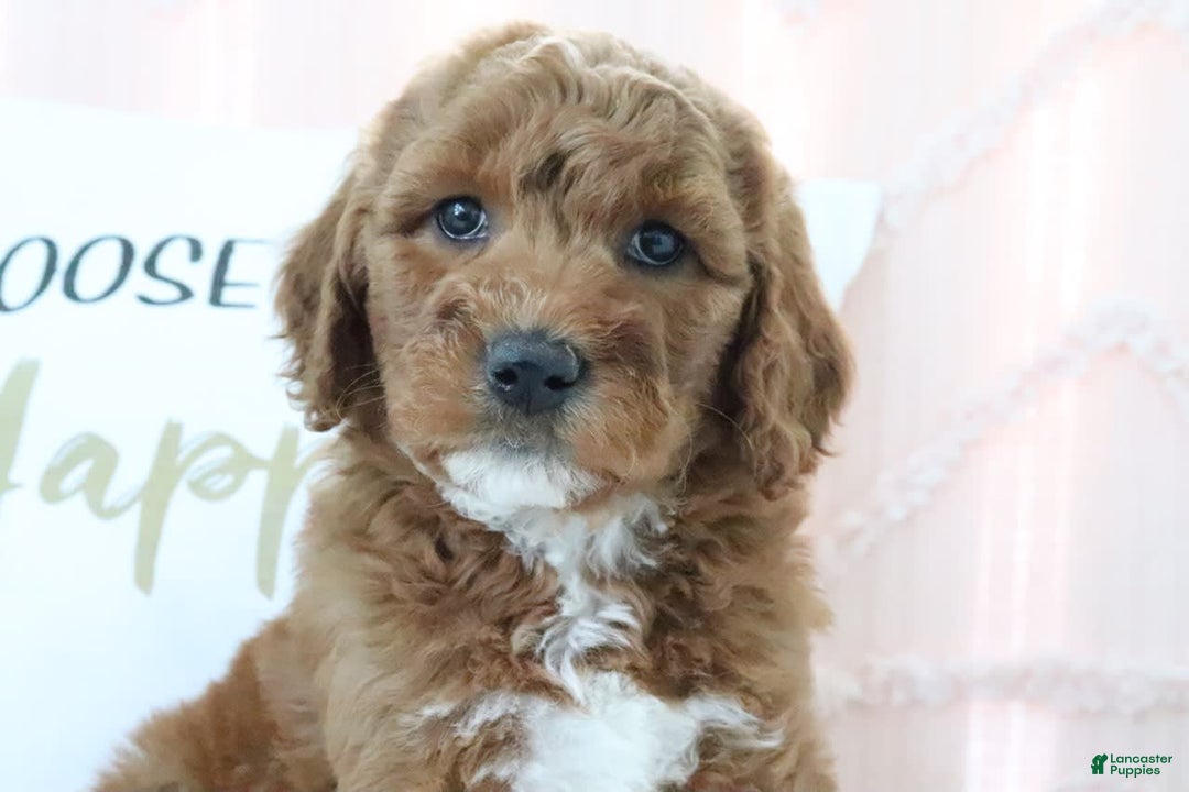 Goldendoodle dogs for sale: Sommer - Image 2