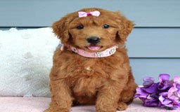 Goldendoodle dogs for sale: Cora - Image 4