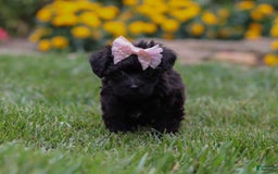 Yorkiepoo dogs for sale: Allie - Image 1