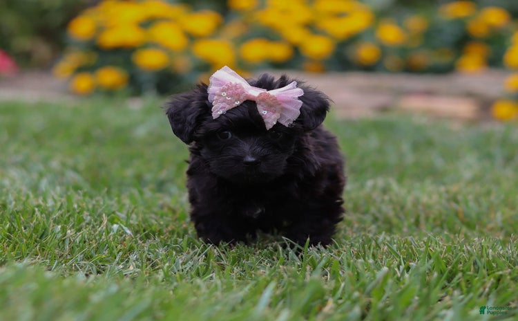 Yorkiepoo dogs for sale - Ad 2