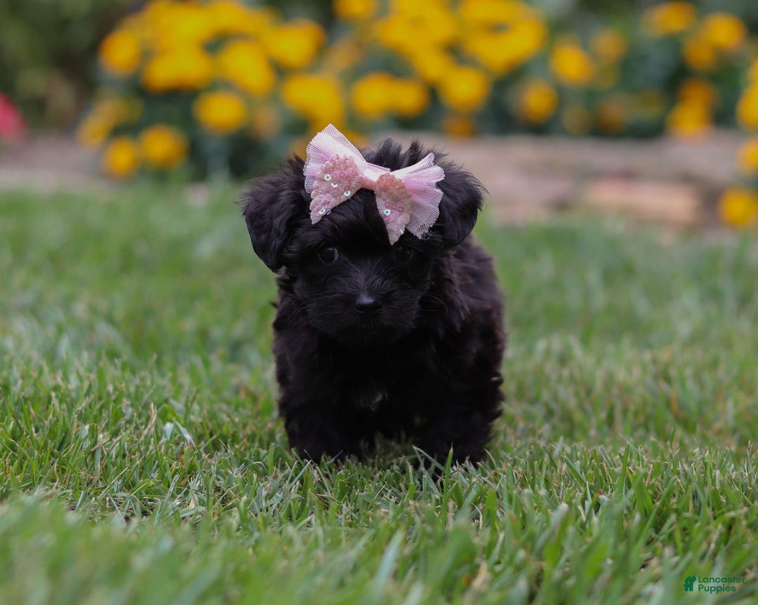 Yorkiepoo dogs for sale: Allie - Image 1