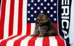 Pomeranian dogs for sale: Sequioa - Image 2