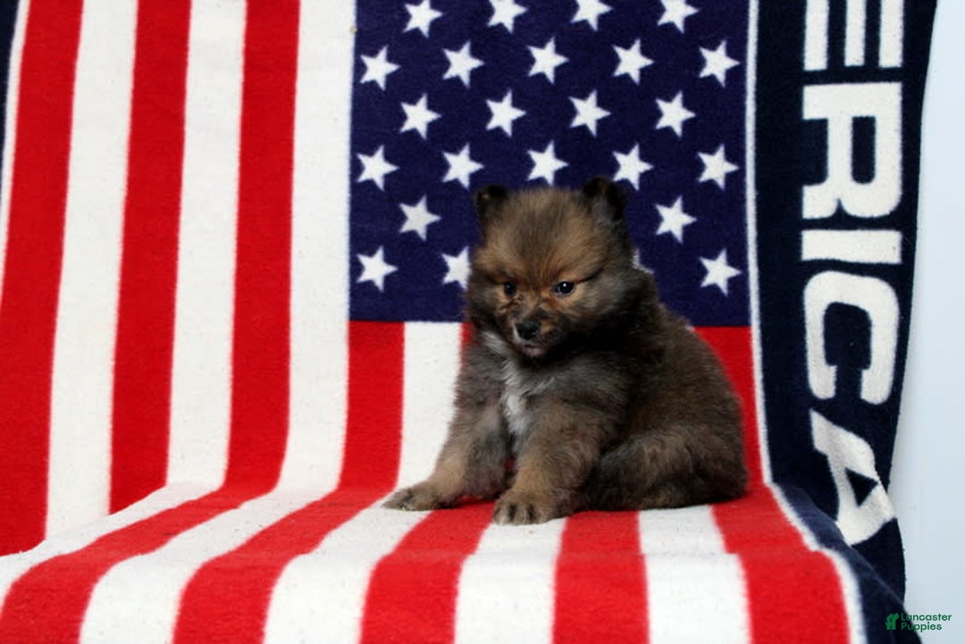 Pomeranian dogs for sale: Sequioa - Image 2