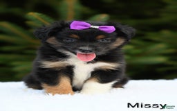 Miniature Australian Shepherd dogs for sale: Missy - Image 2