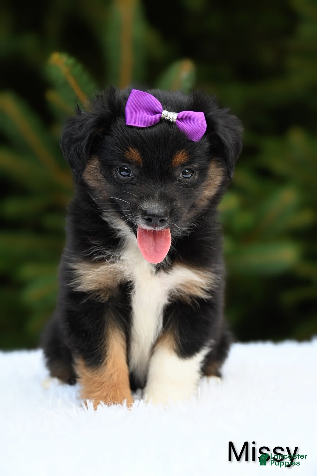 Miniature Australian Shepherd dogs for sale: Missy - Image 2