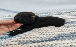 Toy Poodle dogs for sale: Kody - Image 5