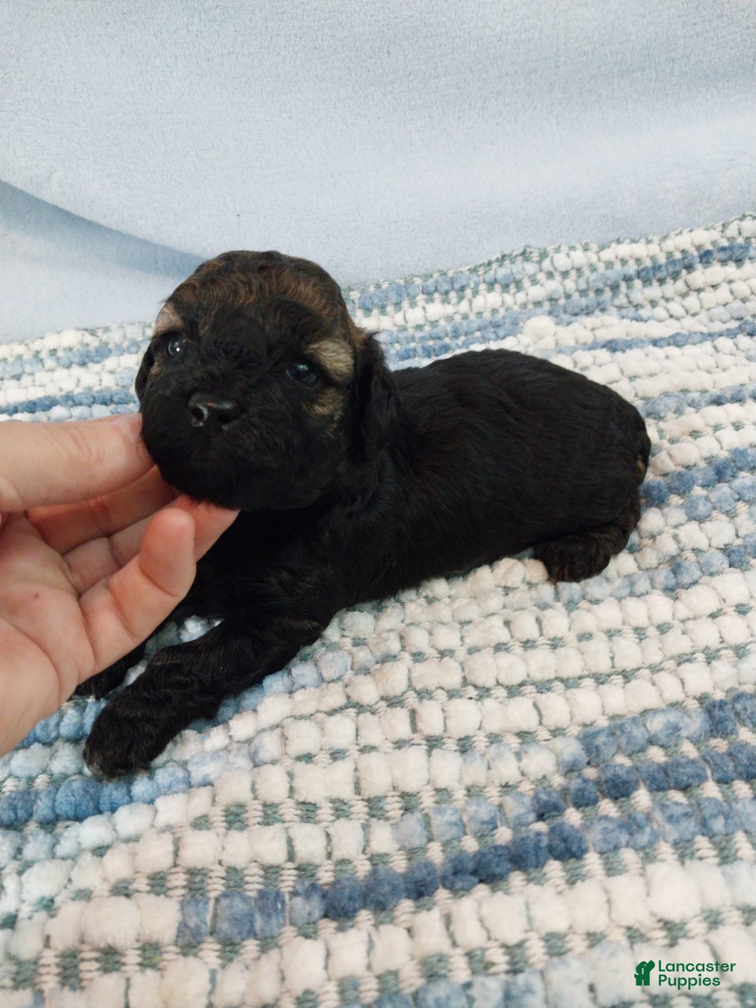 Toy Poodle dogs for sale: Kody - Image 5