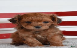 Yorkiepoo dogs for sale: Hudson - Image 3