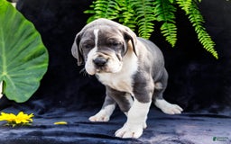 Great Dane dogs for sale: Missy - Image 5