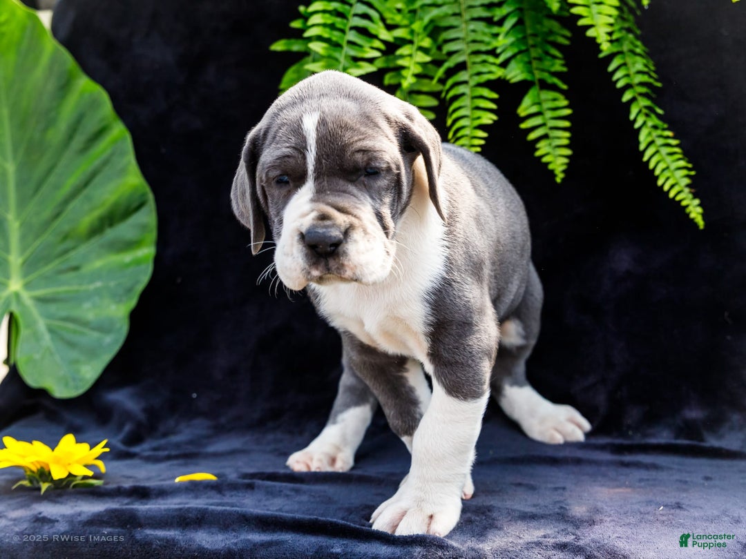 Great Dane dogs for sale: Missy - Image 5