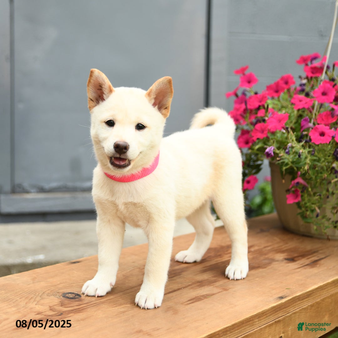 Shiba Inu dogs for sale: Rachel - Image 1