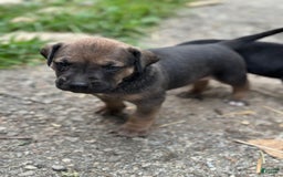 Presa Canario dogs for sale: Scarface - Image 3
