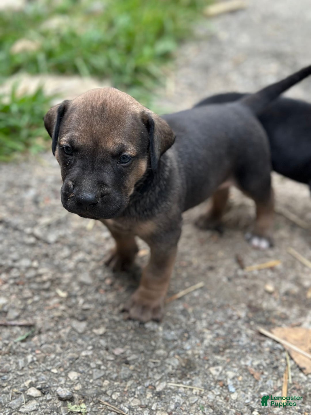 Presa Canario dogs for sale: Scarface - Image 3