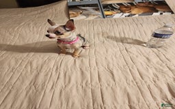 Chihuahua dogs for sale: Toy Lily - Image 4