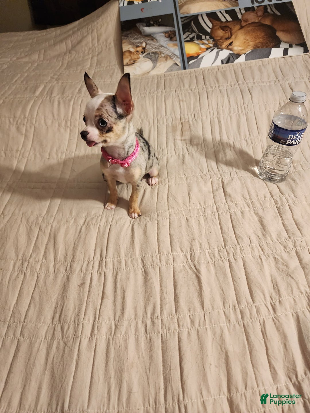 Chihuahua dogs for sale: Toy Lily - Image 4