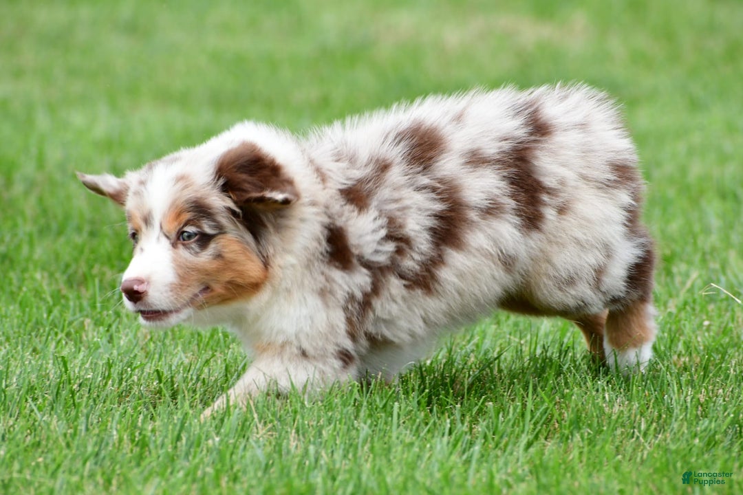 Australian Shepherd dogs for sale: Leo - Image 14