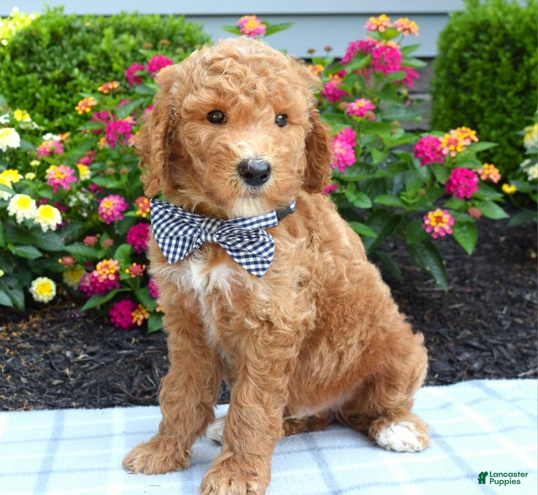 Standard Poodle dogs for sale: Dustan - Image 7