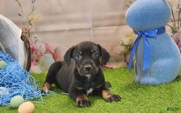Catahoula Leopard Dog dogs for sale: Juliet 2025 M8 Catahoula Puppy - Image 5
